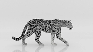 3D Panther LED wall Animation